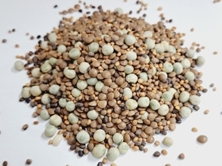 Sprouting - Brilliant Blend